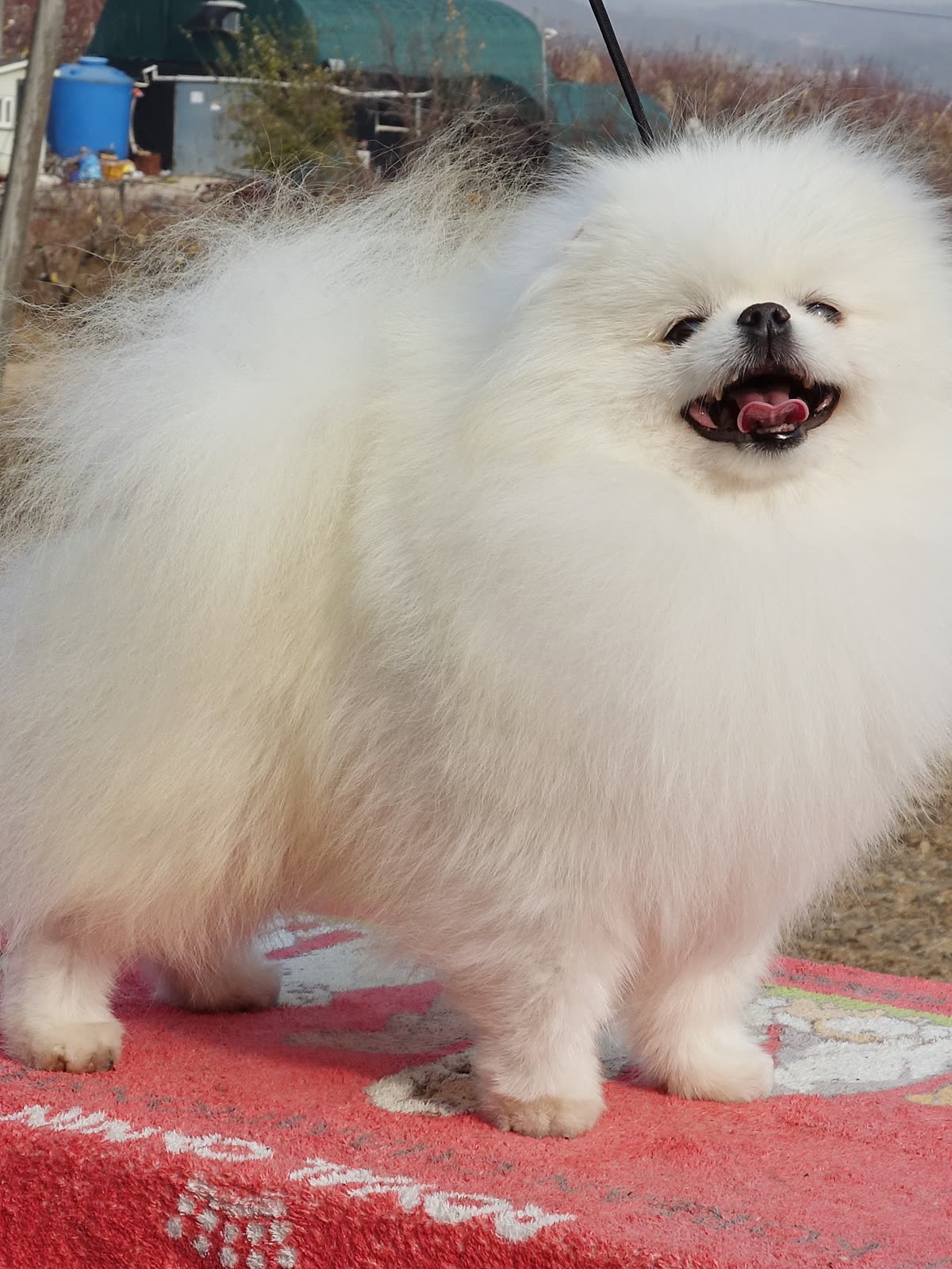 맹구 5