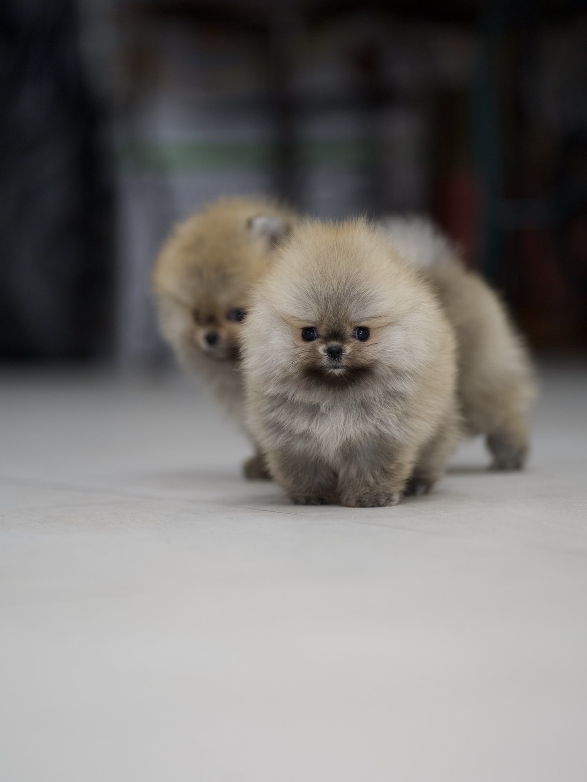 살구 3