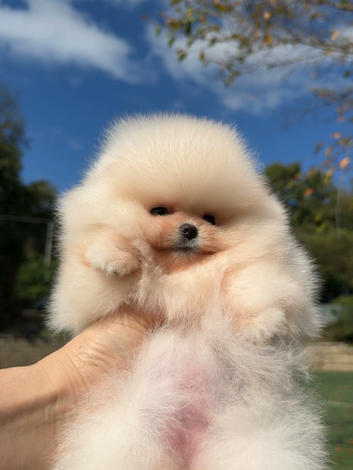 솜이